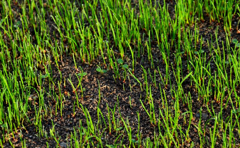 Grass Establishment After Repair