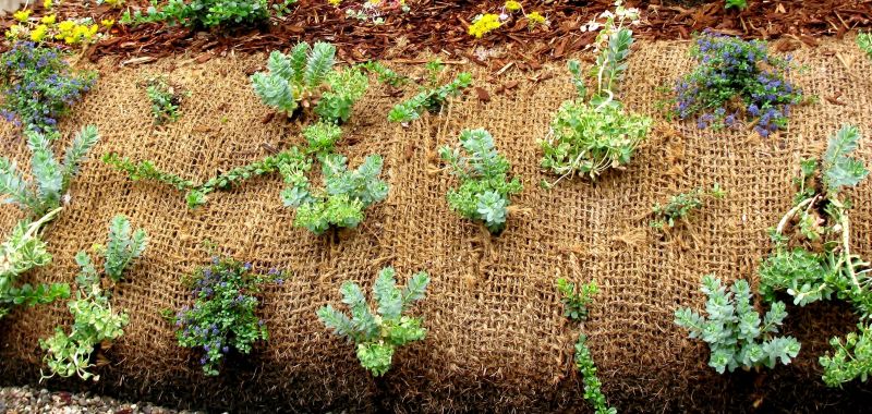 Vegetative Stabilization