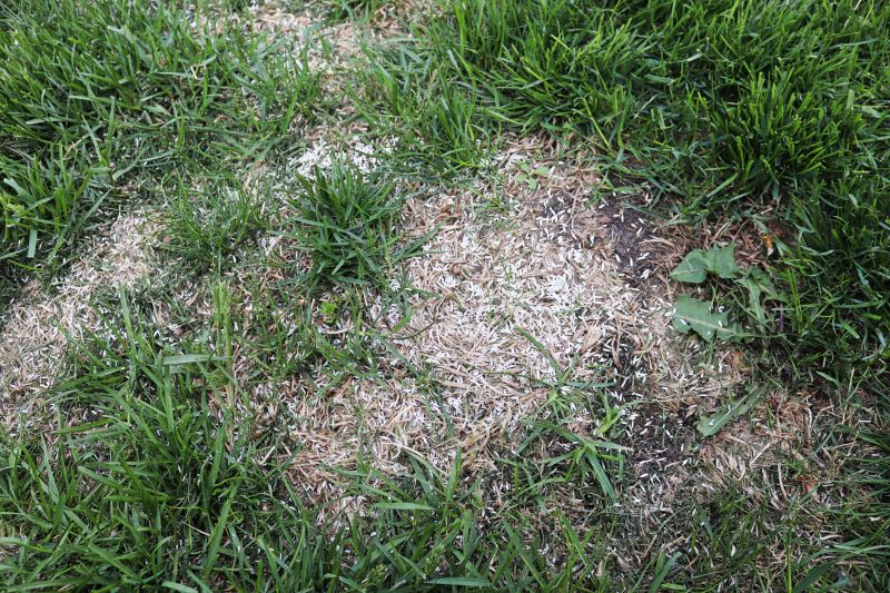Who Does Lawn Erosion Repairs